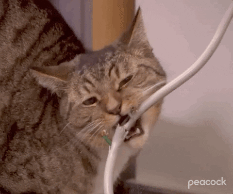 Animated gif of a cat chewing a cable